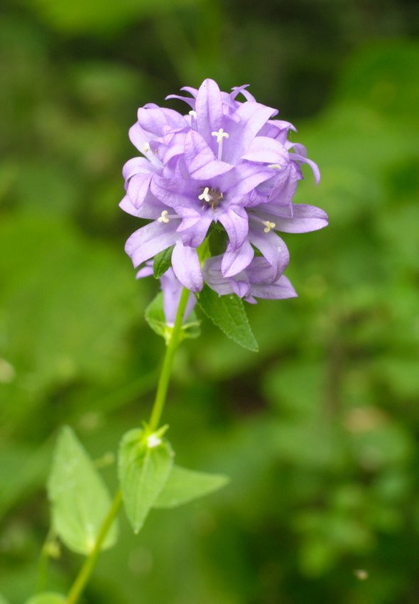 Image of Campanula glomerata specimen.