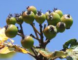 Sorbus mougeotii