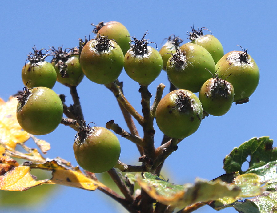 Изображение особи Sorbus mougeotii.