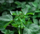 Malva trimestris