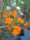 Cheiranthus cheiri