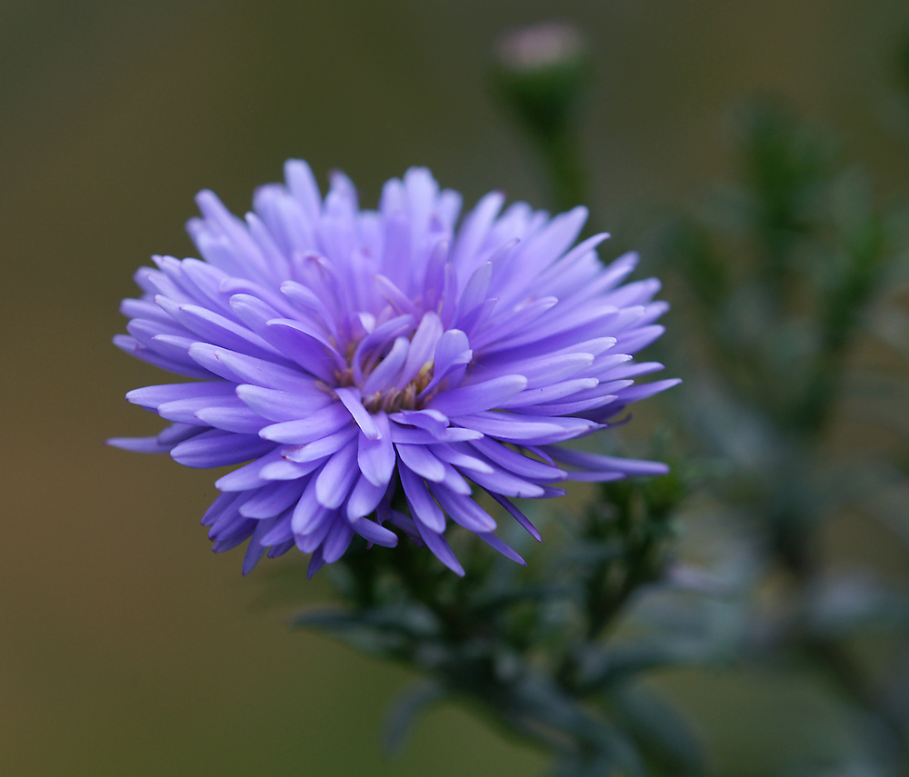 Изображение особи Symphyotrichum &times; versicolor.