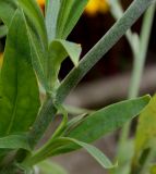 Xerochrysum bracteatum. Средняя часть побега. Германия, г. Крефельд, Ботанический сад. 06.09.2014.