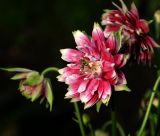 Aquilegia разновидность stellata