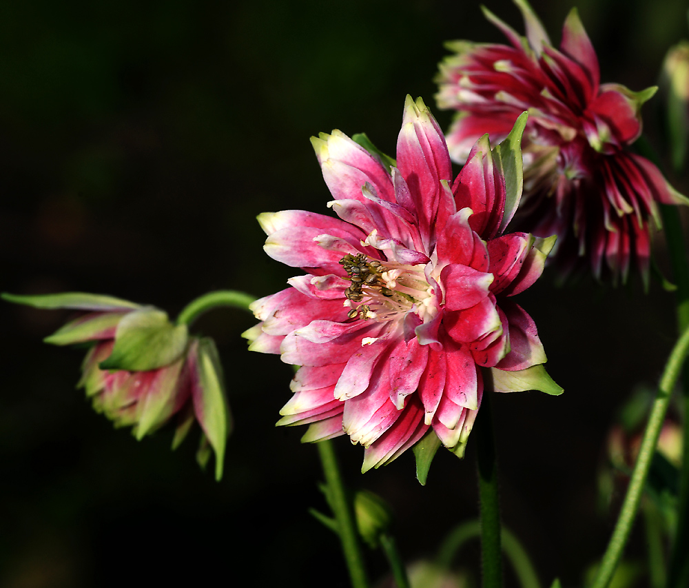 Image of Aquilegia vulgaris var. stellata specimen.