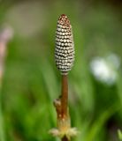 Equisetum sylvaticum. Стробил. Московская обл., Раменский р-н, окр. ж.-д. платформы Хрипань, просека под ЛЭП. 12.05.2014.