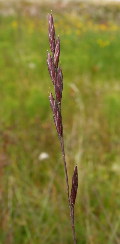 Image of Festuca pratensis specimen.