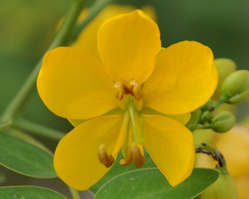 Image of Senna corymbosa specimen.