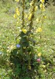 Verbascum phlomoides. Часть соцветия и листья. Республика Алтай, Чемальский р-н, правый берег р. Куюм, южный степной склон. 28.08.2008.