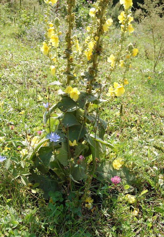 Изображение особи Verbascum phlomoides.