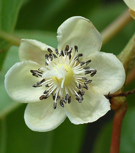 Image of Actinidia arguta specimen.