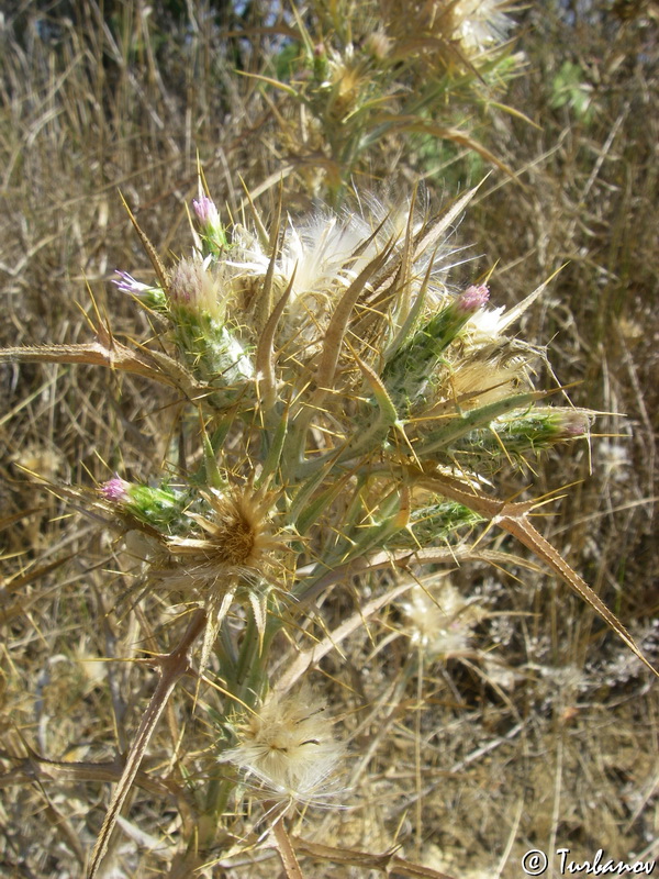 Image of Picnomon acarna specimen.