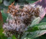 Eupatorium cannabinum