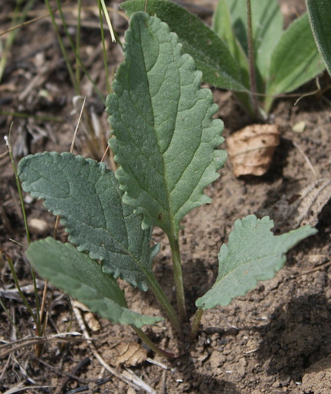 Image of Senecio jacobaea specimen.