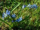 Scilla siberica. Цветущее растение. Московская обл., Раменский р-н, окр. дер. Хрипань, дачный участок. 09.05.2009.