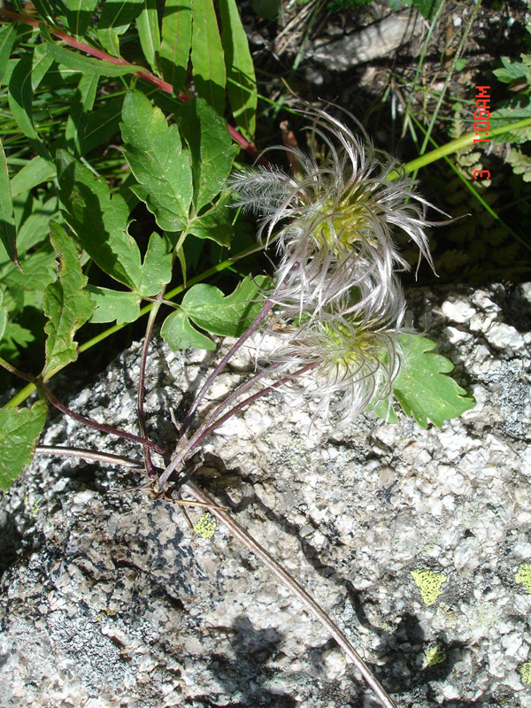 Image of Atragene sibirica specimen.