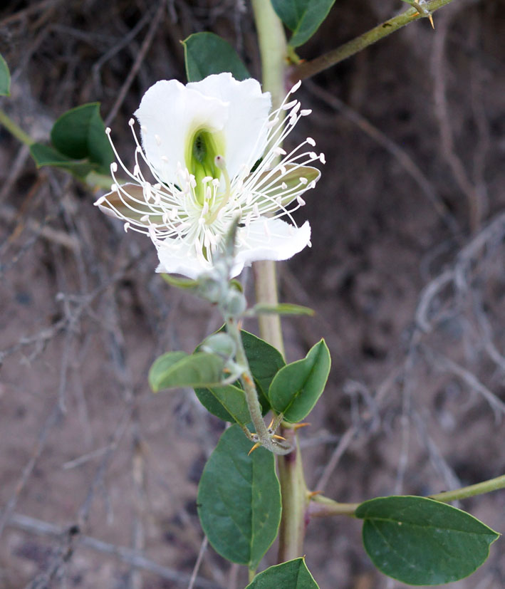 Image of Capparis herbacea specimen.