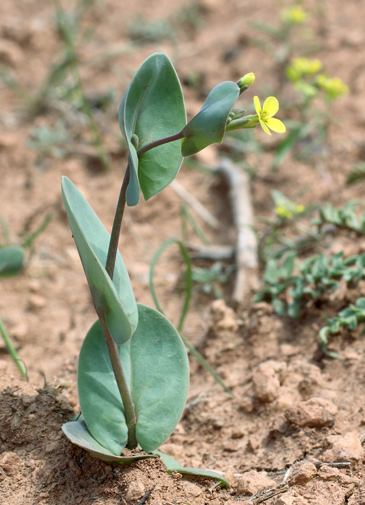 Изображение особи Conringia clavata.