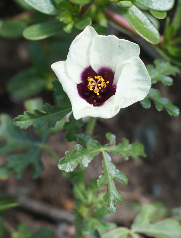 Изображение особи Hibiscus trionum.