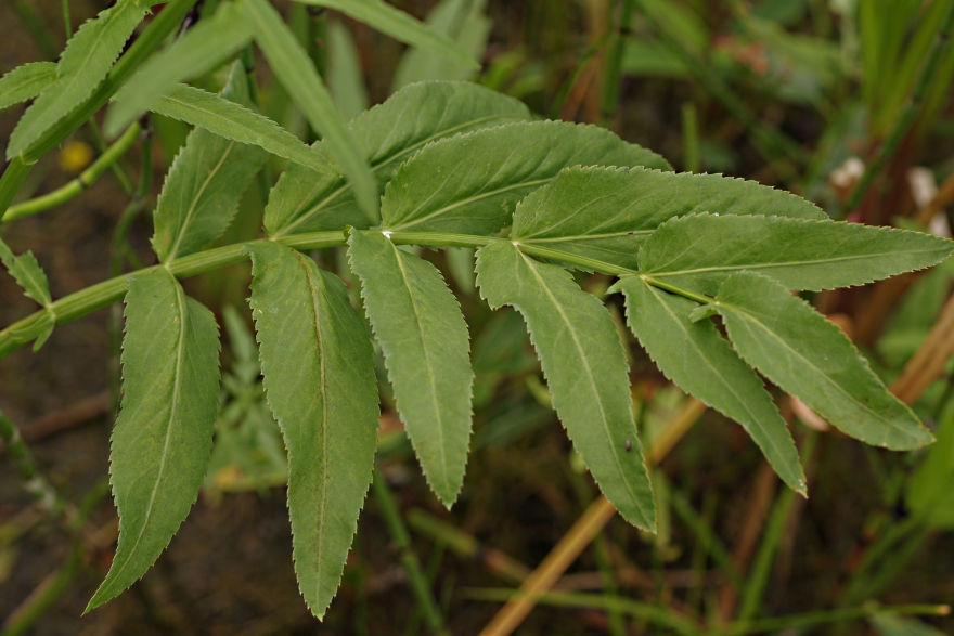 Изображение особи Sium latifolium.