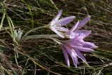 Colchicum autumnale