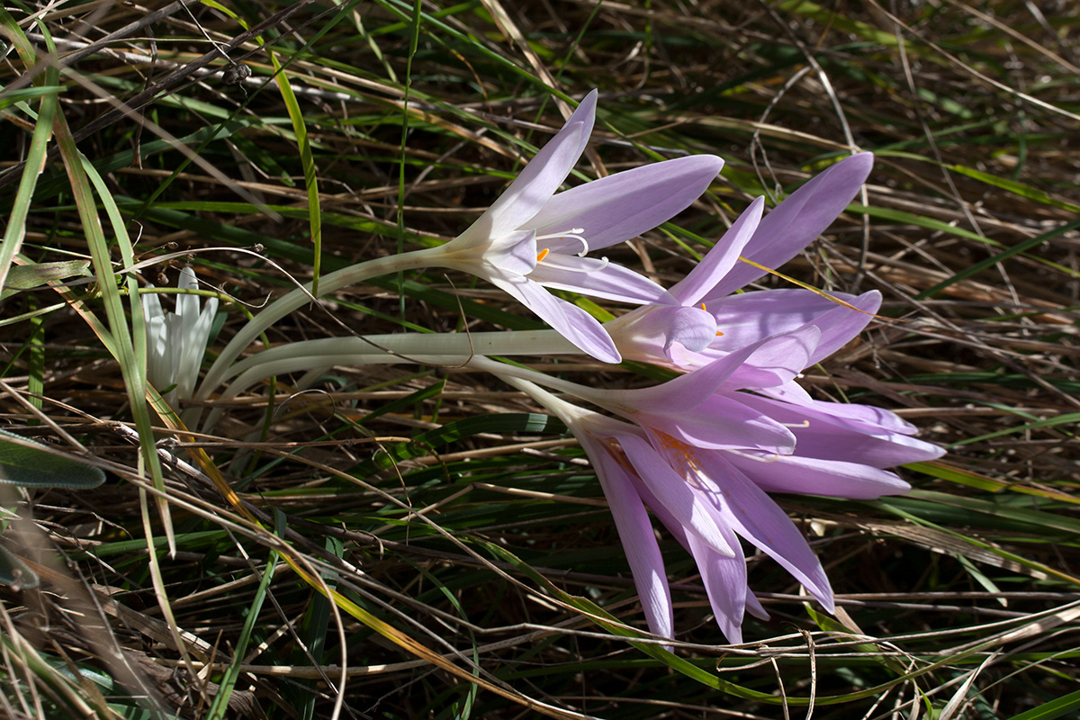 Image of Colchicum autumnale specimen.