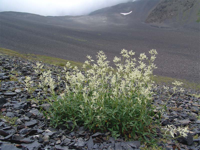 Изображение особи Aconogonon panjutinii.