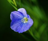 Linum usitatissimum. Цветок. Московская обл., Раменский р-н, окр. дер. Хрипань, садовый участок. 03.07.2015.