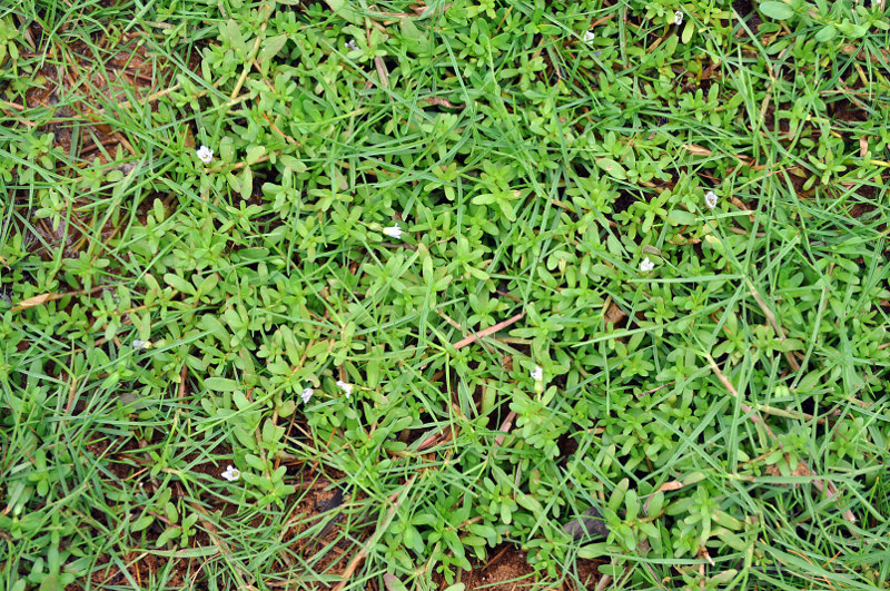 Image of Bacopa monnieria specimen.