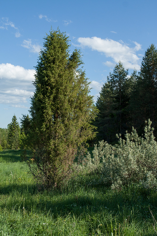Image of Juniperus communis specimen.