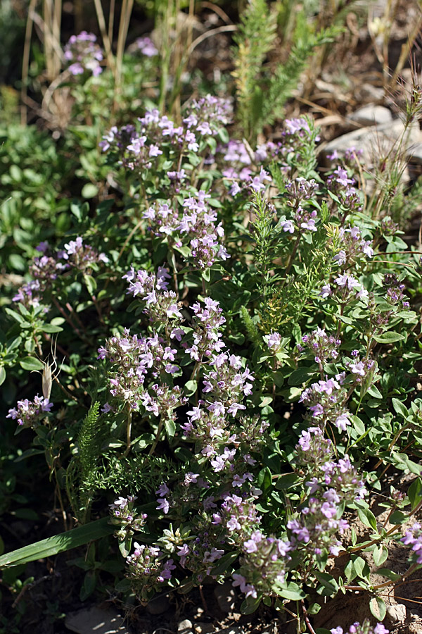 Изображение особи Thymus karatavicus.