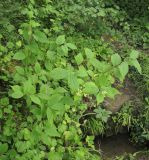 Philadelphus caucasicus