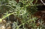 Crithmum maritimum. Листья. Франция, Прованс, Сен-Тропе, каменистый склон у берега моря. 24.07.2014.