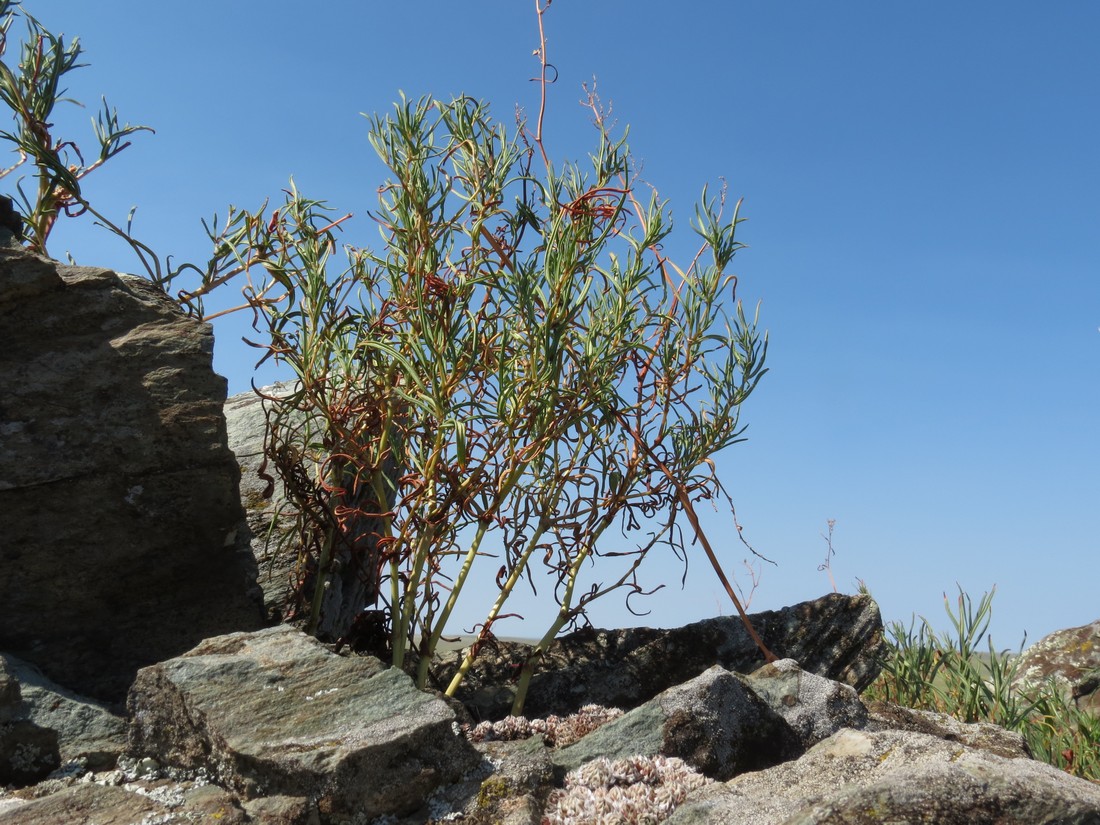 Изображение особи Aconogonon angustifolium.