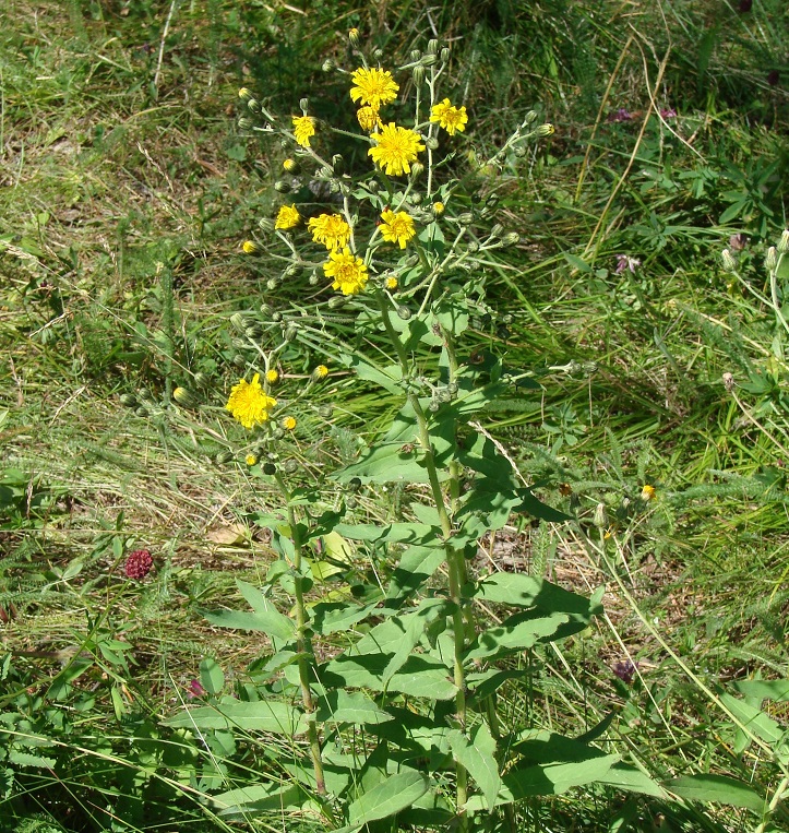 Изображение особи Hieracium krylovii.