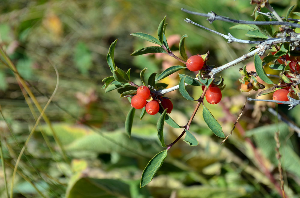 Image of Lonicera olgae specimen.