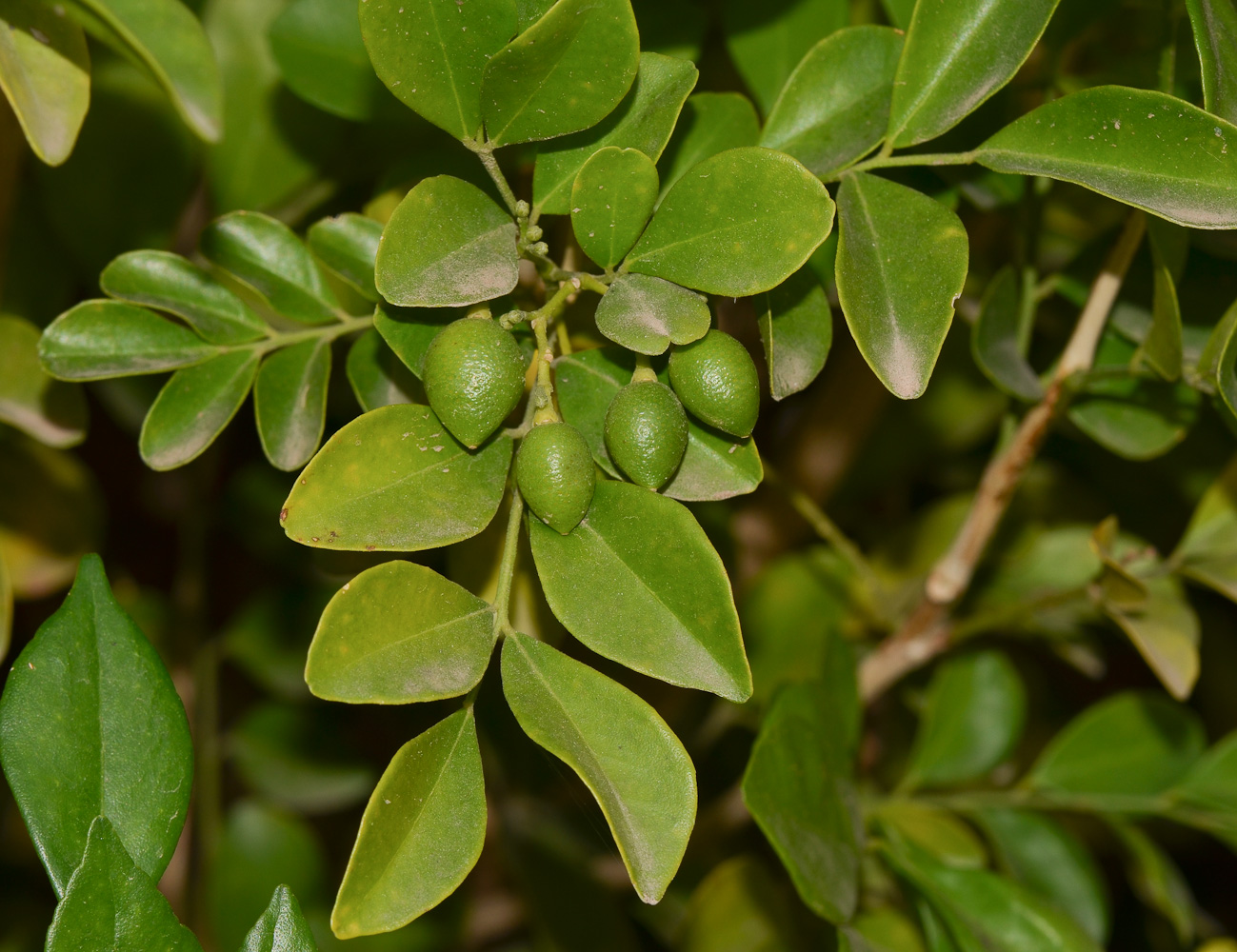 Изображение особи Murraya paniculata.