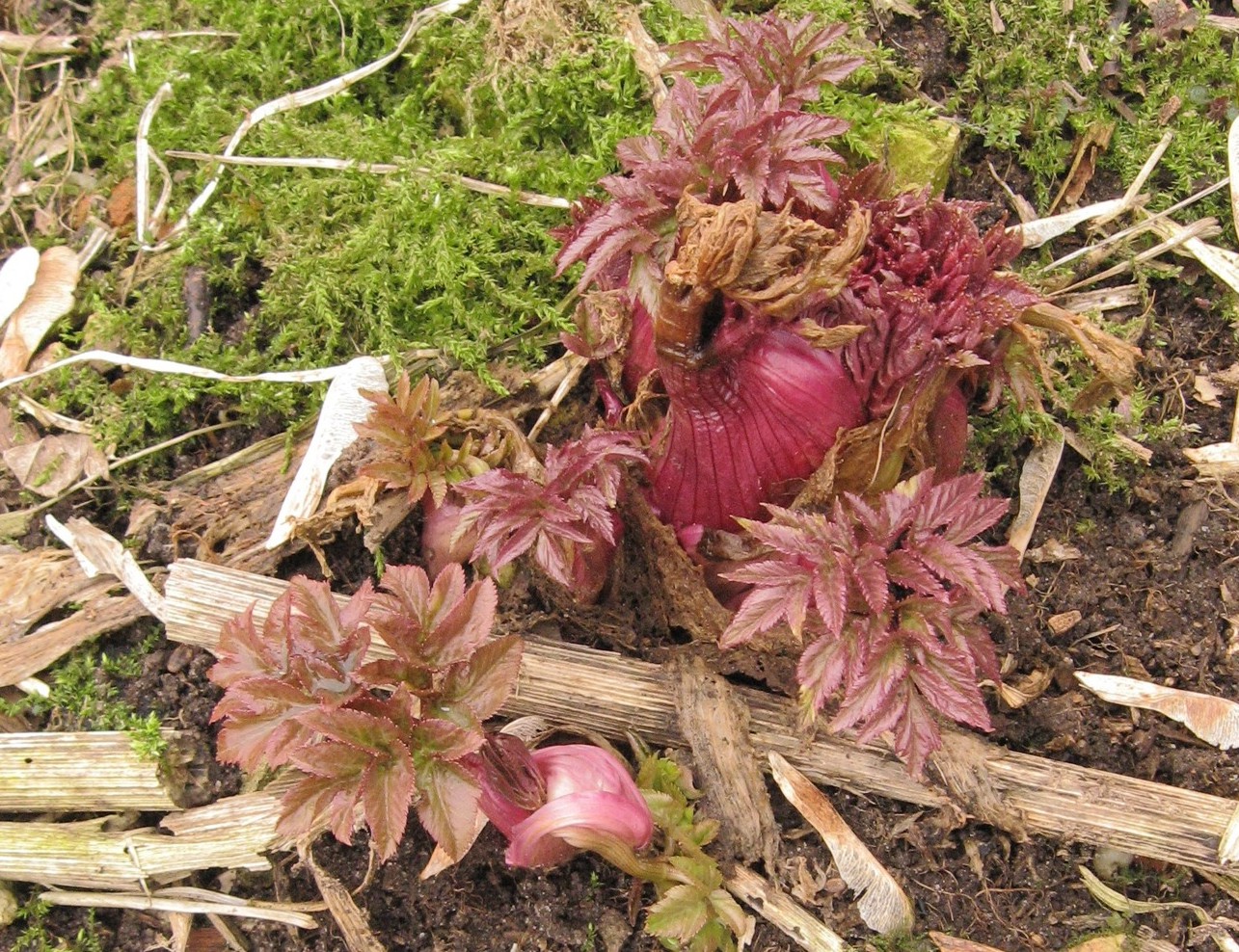 Image of Archangelica officinalis specimen.