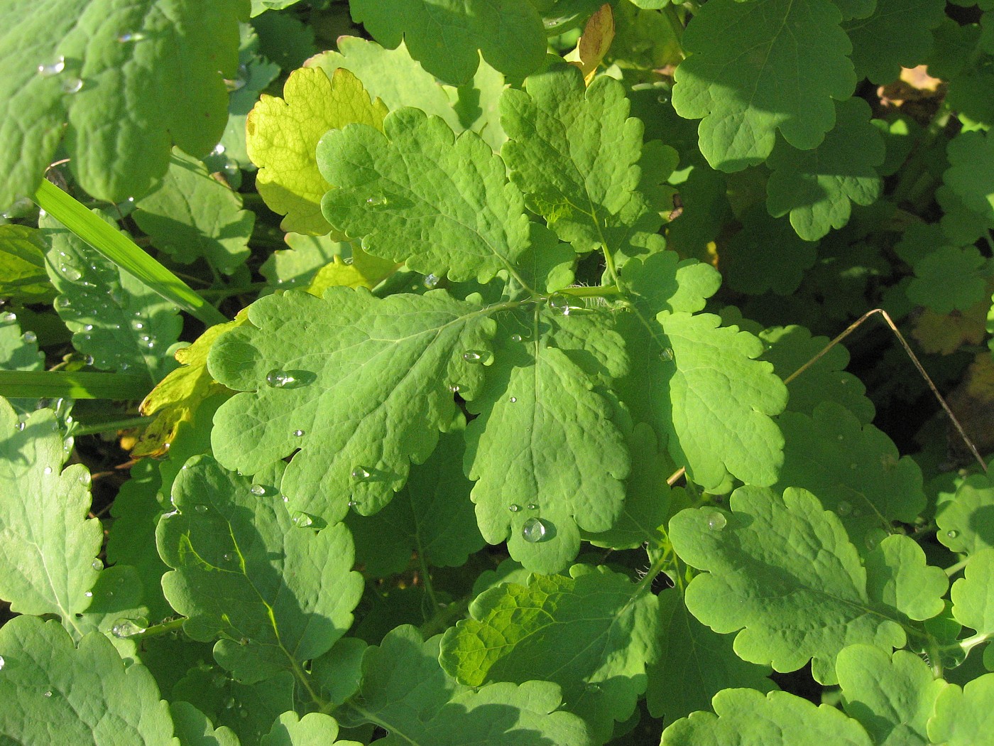 Изображение особи Chelidonium majus.