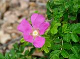 Rosa rugosa