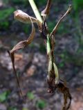 Phleum pratense. Основания побегов. Челябинская обл., окр. г. Челябинск, Золотая горка, разнотравная поляна в берёзовом лесу. 03.07.2014.