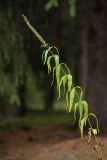 Veronica longifolia. Плодоносящее растение на опушке чернично-зеленомошного ельника. Калужская обл., ст. Думиничи. 27.08.2009.