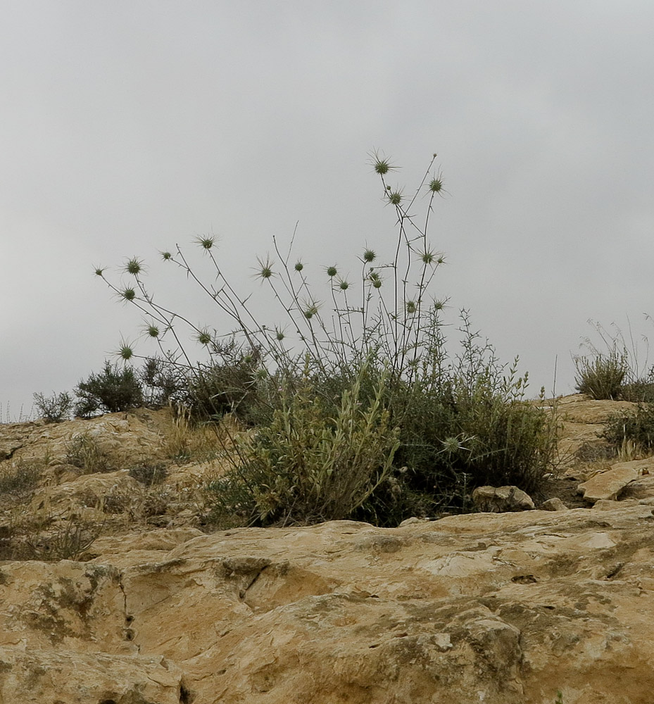 Image of Echinops polyceras specimen.