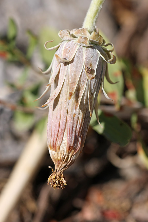 Image of Taraxacum turcomanicum specimen.