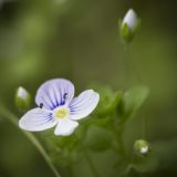 Veronica filiformis