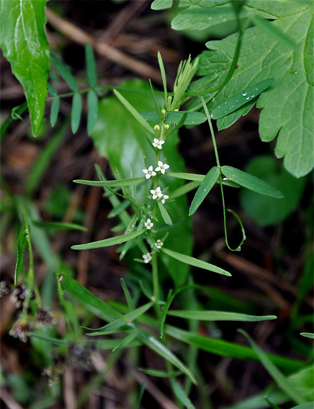 Изображение особи Thesium alpinum.