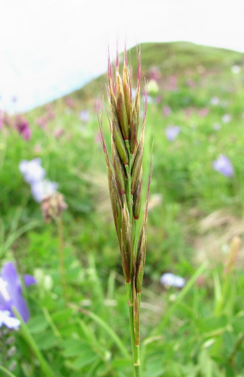 Изображение особи семейство Poaceae.