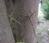 Gleditsia triacanthos