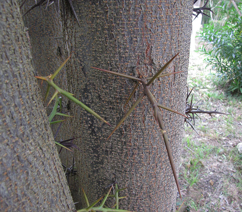 Изображение особи Gleditsia triacanthos.