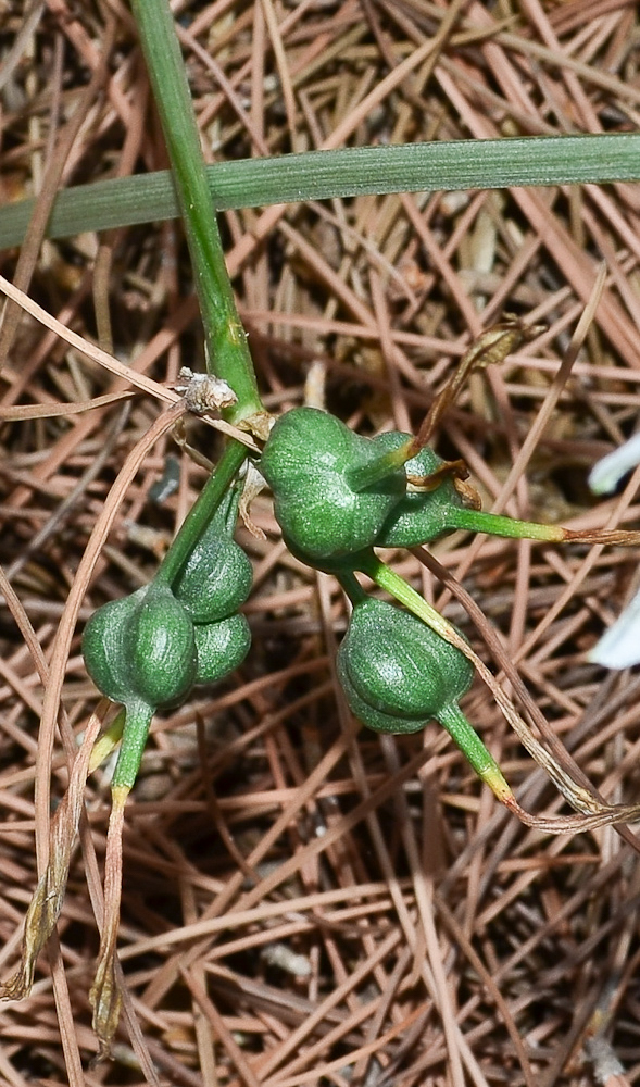 Изображение особи Vagaria parviflora.